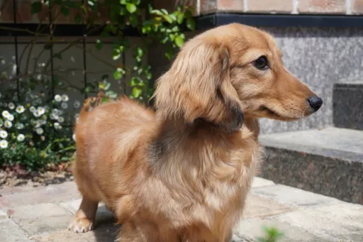 ダックスフンドの子犬販売