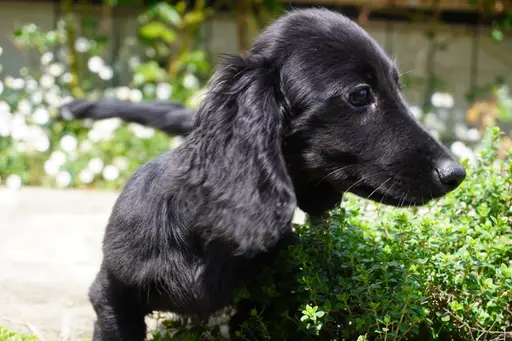 ミニチュア・ダックスフンド / ロングコートの拡大画像