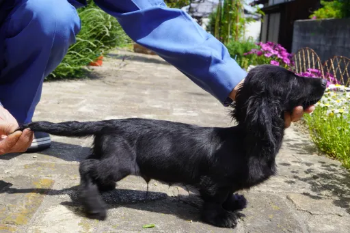ダックスフンドの子犬販売