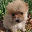 ポメラニアン
Pomeranian039-1