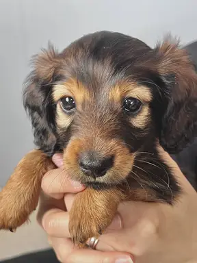 ダックスフンドの子犬販売