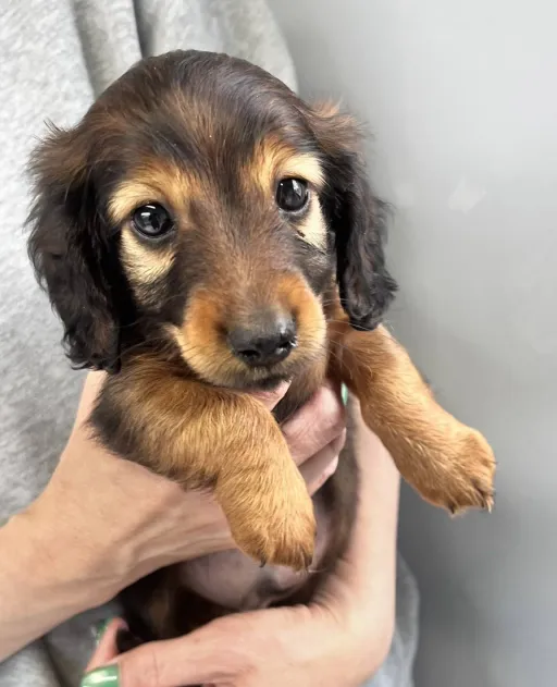 ダックスフンドの子犬販売