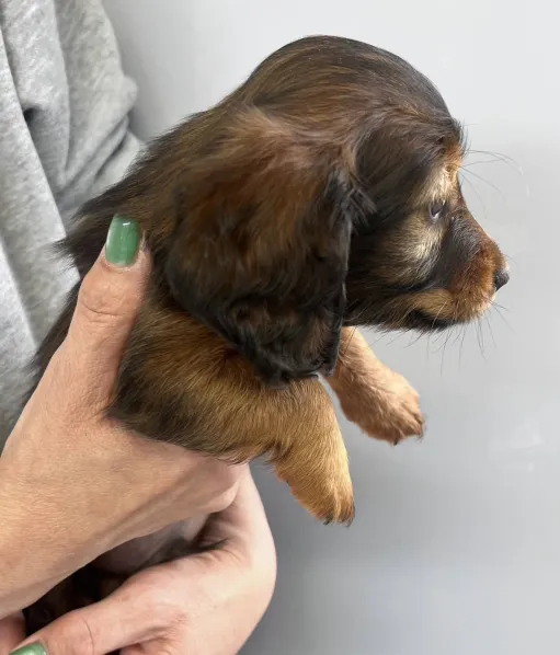 ダックスフンドの子犬販売