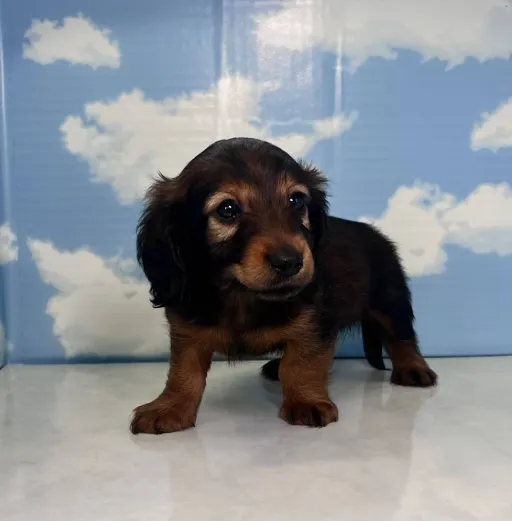 ダックスフンドの子犬販売