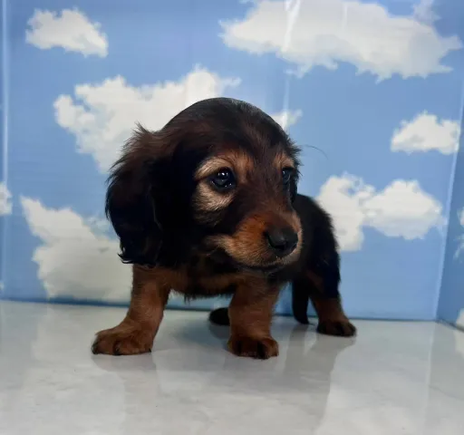 ダックスフンドの子犬販売