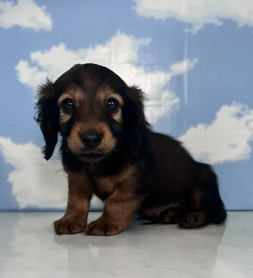 ダックスフンドの子犬販売