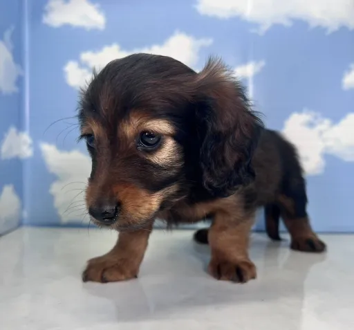 ダックスフンドの子犬販売