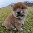 柴犬
Shiba-inu195-5