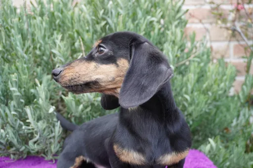 格安犬と里親募集犬の子犬販売