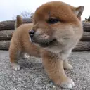 柴犬
Shiba-inu195-4