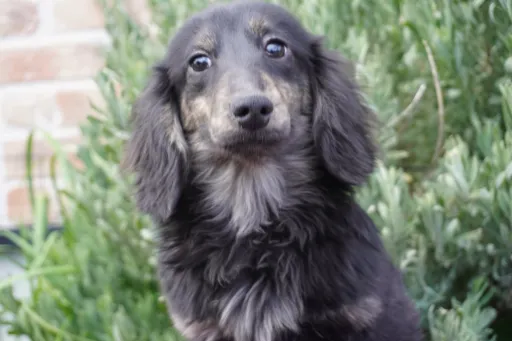 格安犬と里親募集犬の子犬販売