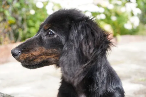 格安犬と里親募集犬の子犬販売