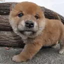 柴犬
Shiba-inu195-3