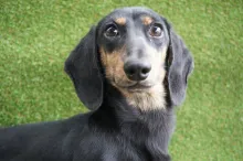 ミニチュア・ダックスフンド / スムースコート