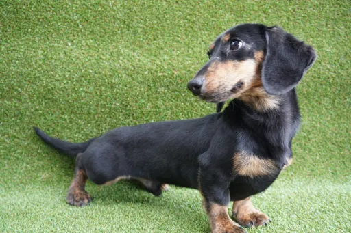 ダックスフンドの子犬販売