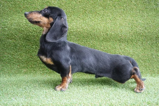ダックスフンドの子犬販売
