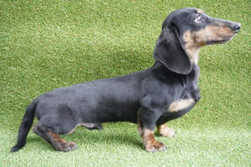 ダックスフンドの子犬販売
