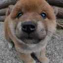 柴犬
Shiba-inu195-2