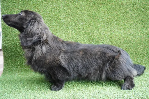 格安犬と里親募集犬の子犬販売