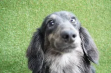 ミニチュア・ダックスフンド / ロングコート