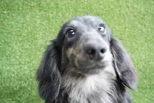 ミニチュア・ダックスフンド / ロングコート