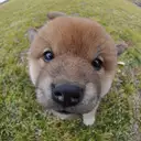 柴犬
Shiba-inu195-1