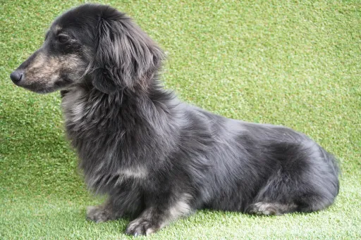 ダックスフンドの子犬販売