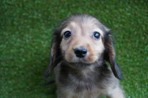 ダックスフンドの子犬販売