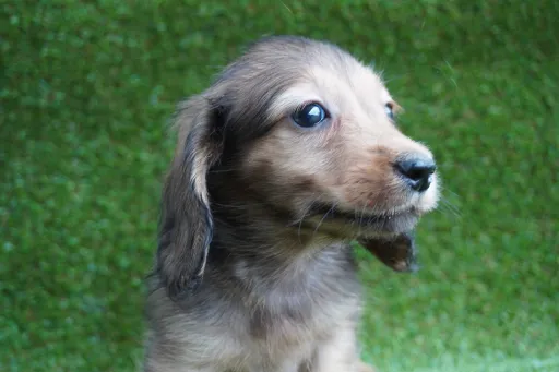 ダックスフンドの子犬販売