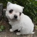 チワワ
Chihuahua-235-5