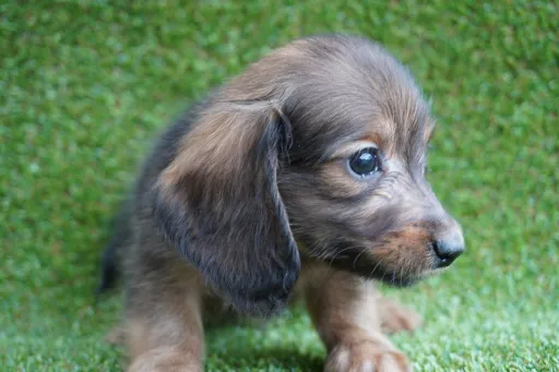 ダックスフンドの子犬販売
