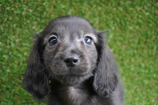 ダックスフンドの子犬販売