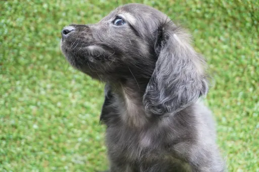 ダックスフンドの子犬販売