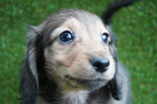 ダックスフンドの子犬販売
