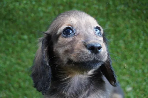 ダックスフンドの子犬販売