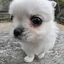 チワワ
Chihuahua-235-3