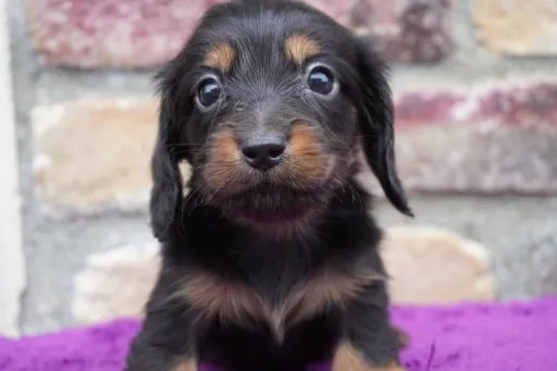 ダックスフンドの子犬販売