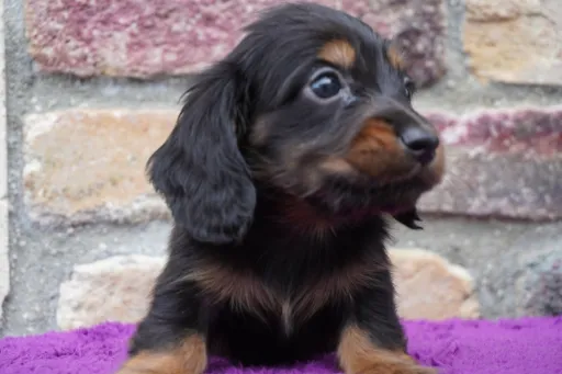 ダックスフンドの子犬販売