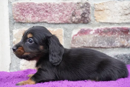 ダックスフンドの子犬販売