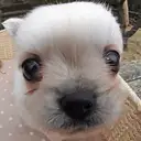 チワワ
Chihuahua-235-1