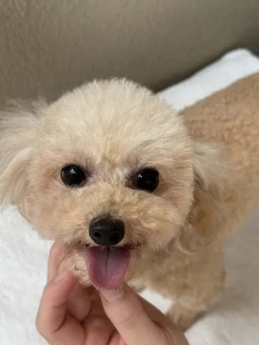 格安犬と里親募集犬の子犬販売