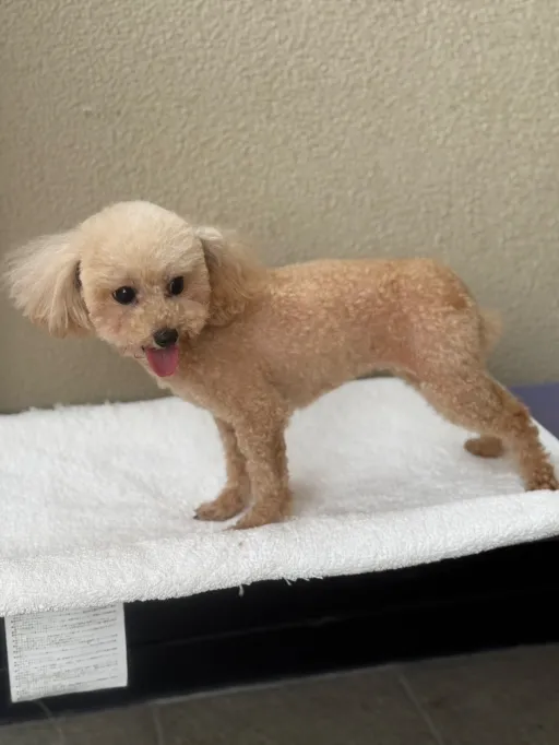 格安犬と里親募集犬の子犬販売