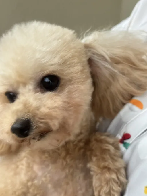 格安犬と里親募集犬の子犬販売