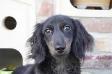 ミニチュア・ダックスフンド / ロングコート