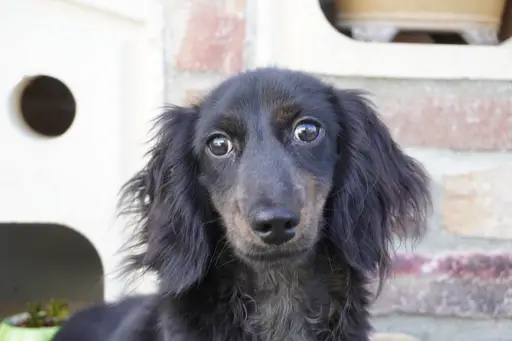 格安犬と里親募集犬の子犬販売