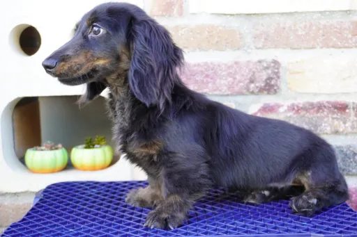 ダックスフンドの子犬販売