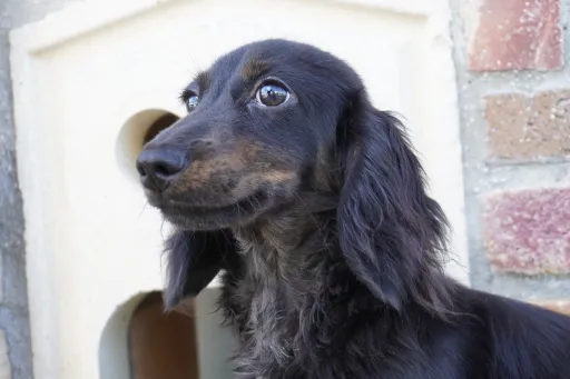 ダックスフンドの子犬販売