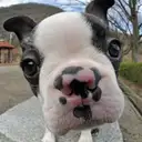 ボストンテリア
Boston Terrier076-5