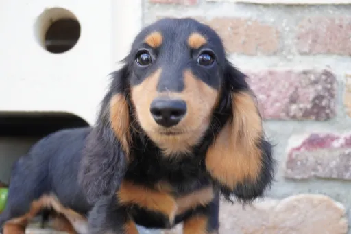 ダックスフンドの子犬販売