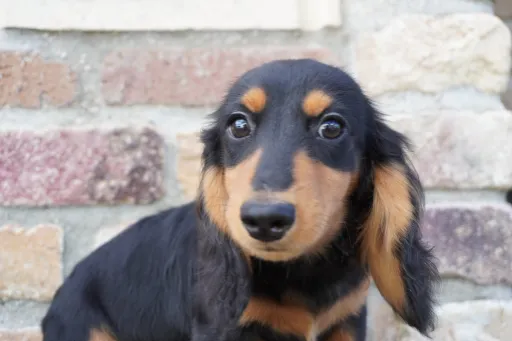 ダックスフンドの子犬販売